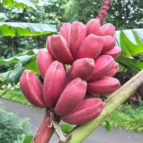 bananensamen garten hochbeet bananenpflanze winterhart bananenbaum steingartenpflanzen winterhart obstsamen obstbäume biosaatgut winterharte kübelpflanzen säulenobstbäume bananen 20samen