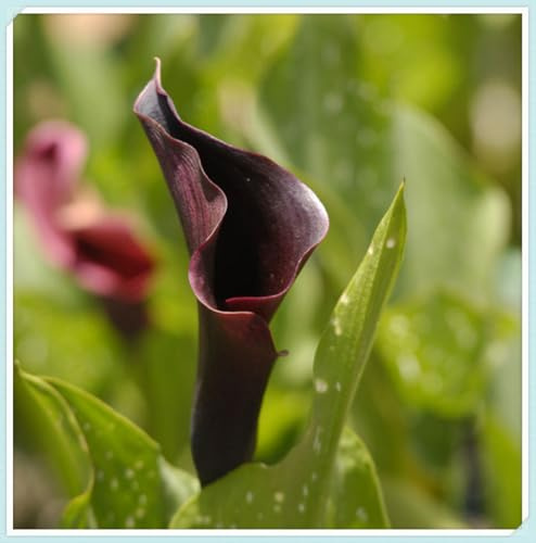 calla bulboso,bulbi di calla，Zantedeschia Bulbi, Sani, Robusti, Compatti, Intatti, Plump, Vigorosi-4 Bulbi