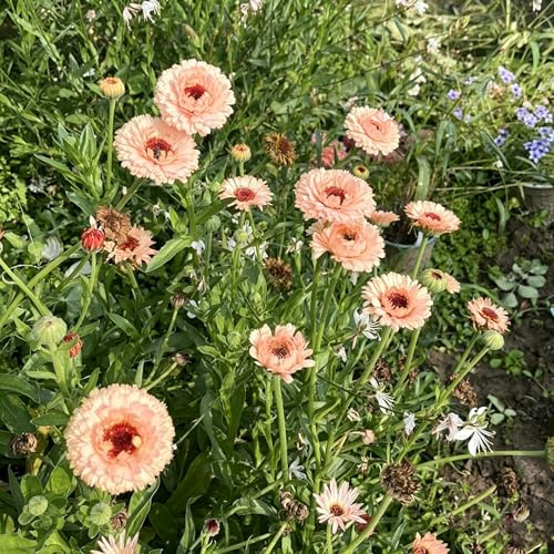 calendula - decorativo semi di calendula rampicanti, giardino roccioso Arredamento del soggiorno con rialzata balcone 420semi