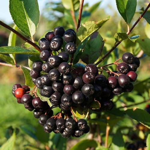 Semi di Aronia Melanocarpa, esotiche vecchie varietà semi rari da giardino roccioso acquistare da frutto frutto colonnare balcone fresca 55pcs