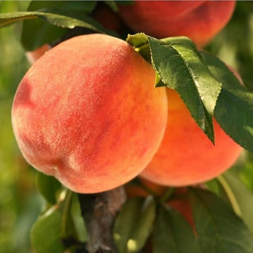Dormant Sweet Red Peach Tree Live Plant, 6-10 in Tall, Cold Hardy for Planting, Dormant, No Leaf in Winter