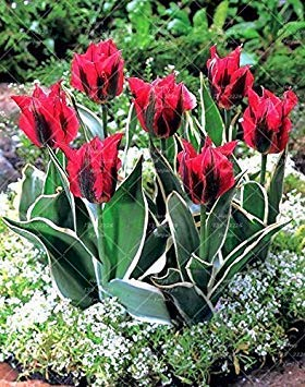 seedsown Rare Bonsai-Blumenzwiebeln, echte Tulpenzwiebeln, Aroma Topfpflanze, Frische, bauchige Wurzeltulpen, 8 Stück