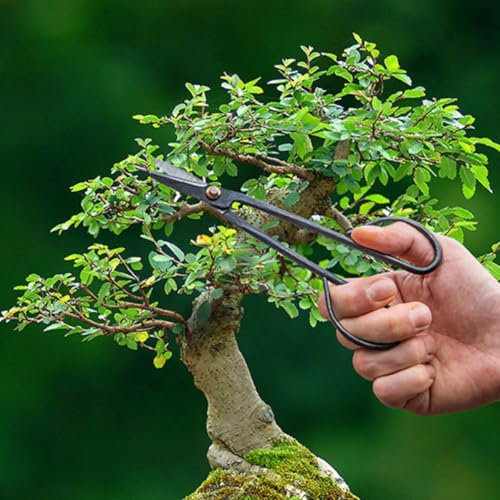 Forbici per potatura bonsai strette - 20,5 cm - Attrezzi per bonsai