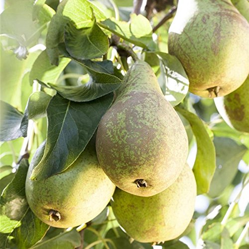 Terassenobstbaum Birnenbaum Pyrus dom. Birnen-Baum mit Stammhöhe 40cm im Topf gewachsen