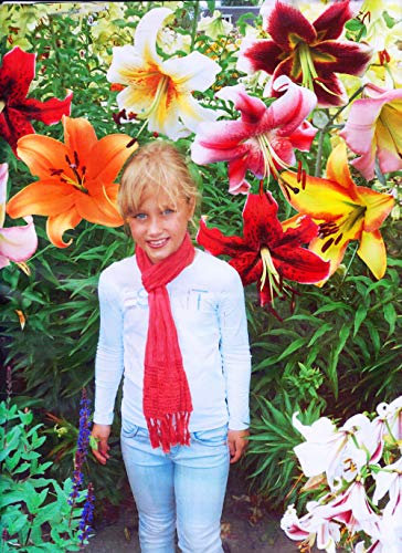 6 Giant Mixed Tree Lily Bulb Large Flower Fragrant Summer Pernnial Garden Plant Corm Collection