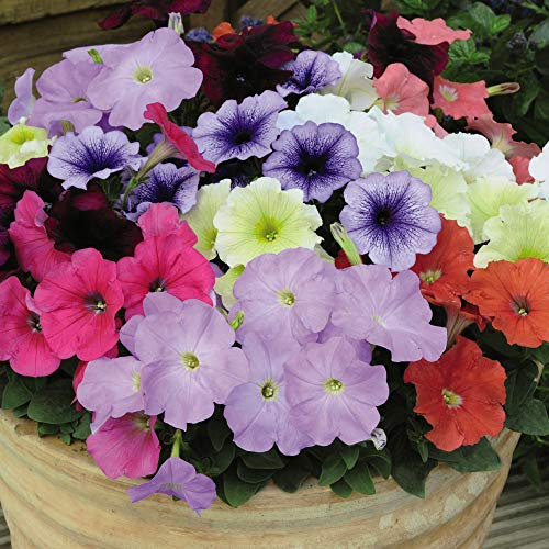 Flowering Plant Petunia Hybrid ‘Frenzy Mixed ’,Half Hardy annuals, 30 x Plugs by Thompson and Morgan