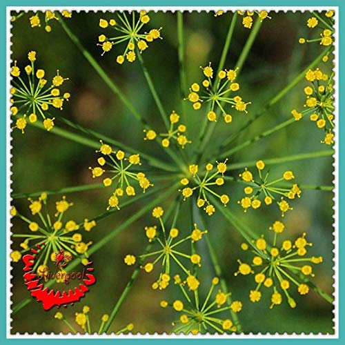 Semi Germinazione dei semi: 30 Semi di aneto Garden e Nizza