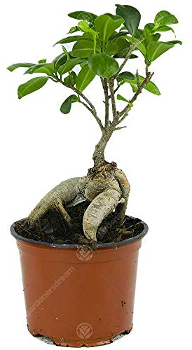 Ficus Ginseng Arbuste Bonsaï Plante verte d’intérieur en pot 12 cm