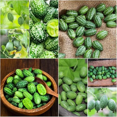 pepino mexicano - semillas de cocina - Serie Raras jardín jardín interior verdes semillas pepino camas elevadas para 50pcs