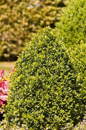 Buxus sempervirens arborescens 40-50 cm - Buchsbaum, immergrün, ideal für Hecken und Formschnitt, pflegeleicht und winterhart