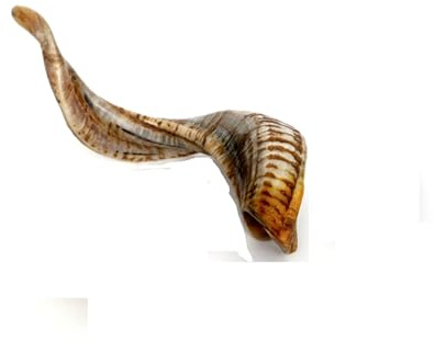 Brillibrum Design äkta fårhorn 1 st mörkt fårhorn ett litet fårhorn polerat hörn vädur litet gethorn methorn jakt horn horn (10–20 cm)