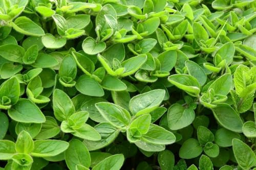 Marjolaine - Origanum majorana