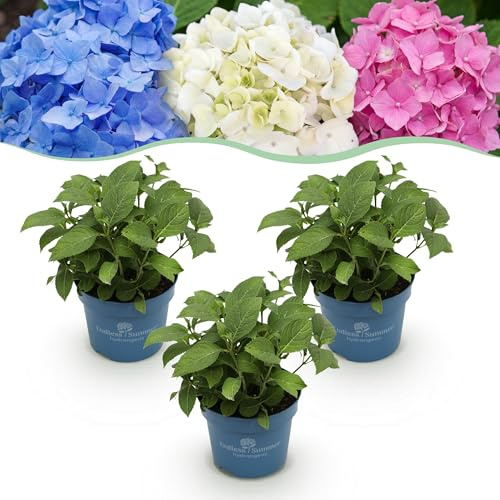 Ortensia Endless Summer Blu - Rosa - Bianco - Ortensia - Difficile - Blu - Rosa - Bianco - 3 piante - 20-25cm - Ø14cm - Pianta da giardino