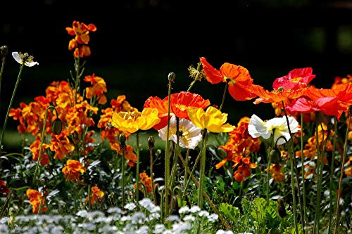 Semi di papavero della California - Mission Bells Mix, confezione perenne di fiori selvatici da 10G (80000+) semi (10g (80000+) semi)
