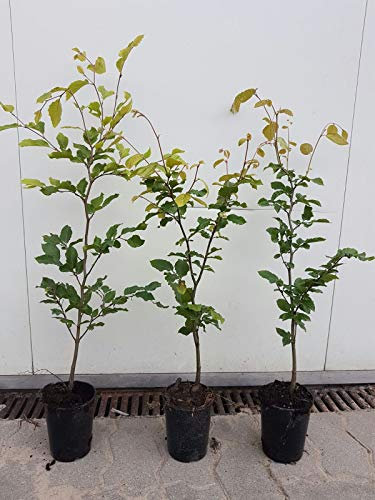 50st. Hainbuche 50-60cm ohne Topf gemessen Heckenpflanzen Carpinus betulus Hecke Weißbuche Gartenhecke Hainbuchen