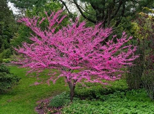 Cercis siliquastrum Albero di Giuda pianta in vaso 4 litri h 50/70 cm Vivaio di Castelletto