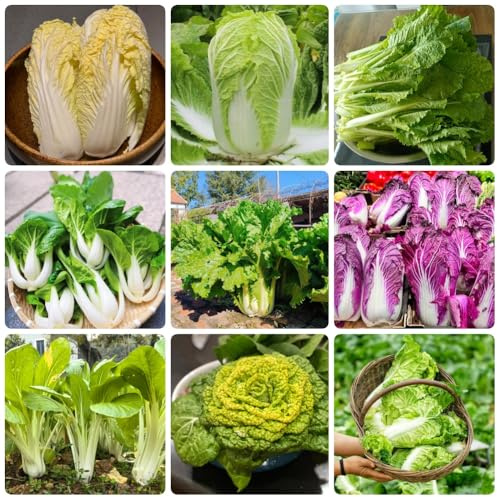 Semi di Pak Choi, Semi di cavolo cinese biologici, resistenti per il giardino da appartamento semi di vecchie varietà 600pcs