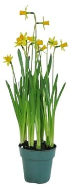 Narcisos en Maceta Bulbo Natural Listo para Florecer en tu Hogar