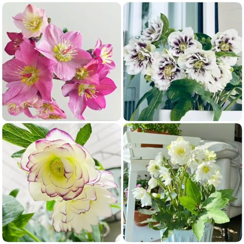 200 pcs christrosen samen pflanzensamen steingartenpflanzen winterhart gartenarbeit winterharte pflanzen für garten bienen wiese nachhaltige produkte blumendeko seed winterharte stauden