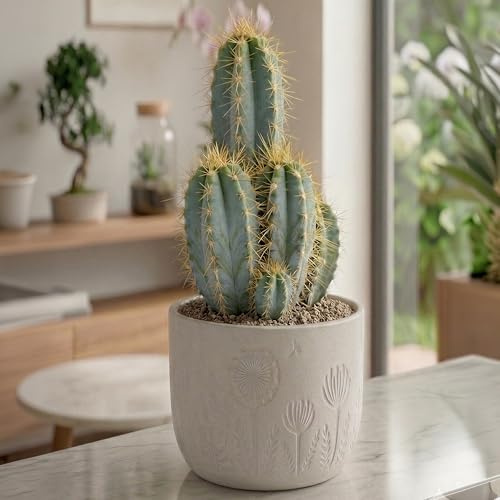 Cactus Pilosocereus Azureus GardenersDream en Maceta. Fascinante planta de interior azulada y decorativa. Purifica el aire, ideal para ventanas, escritorios y estanterías