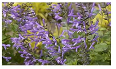 Stk - 5x Salvia lanceolata Strauch Garten Pflanzen - Samen B179 - Seeds & Plants Shop by Ipsa