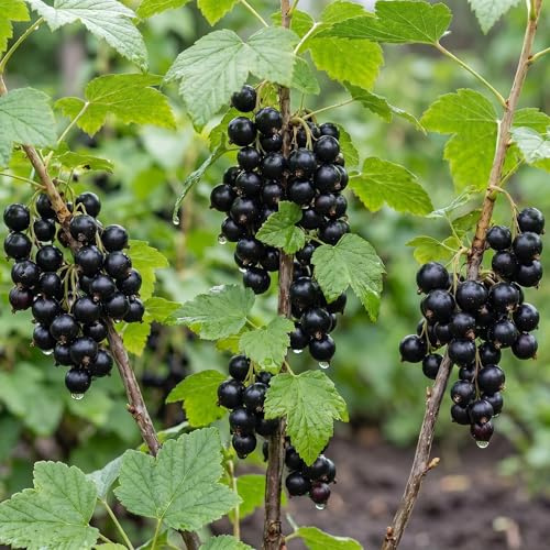 Svarta Vinbär Kollektion - 3 Plantor - Naturliga Växter från Holland - Vinterhärdiga Fleråriga Växter - Dekoration Trädgård, Krukor och Balkong - Inga Frön, Ej Konstgjord