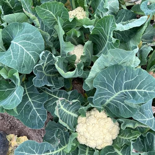 semillas de coliflor, organicas semillas de coliflor raras Las perennes son perennes resistentes 550pcs