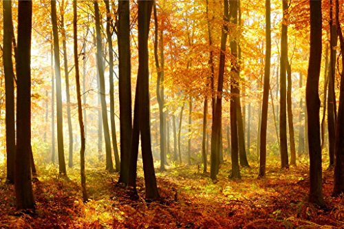Autumn Beech Tree Forest Illuminated by Sunlight Photo Photograph Cool Wall Art Print Poster 36x24