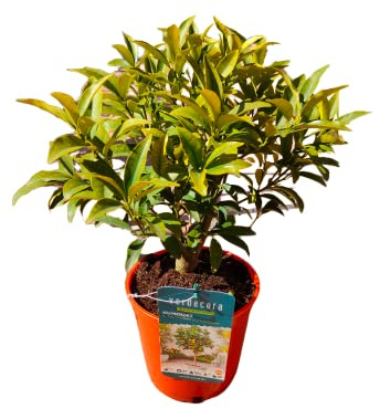 Verdecora Árbol cítrico natural en maceta de 2,5L | Gran valor decorativo | Perfecto para jardín o terraza | Frutos con popular uso en cocina (Kumquat)
