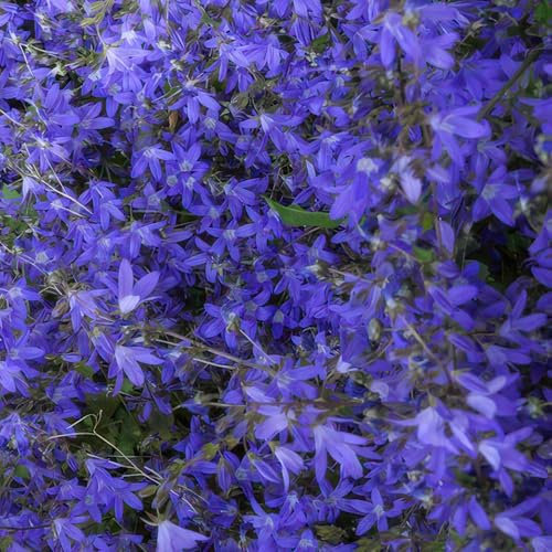 Campanula poscharskyana Stella - Cuscino sospeso, 10-25 cm, diametro 9 cm, 6 pezzi