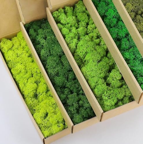 prefleur 5 Color Mix Pack Preserved Reindeer Moss Natural Green DIY Kit Gardenning Art Wall Decor Florist Decor (1 lb)(Green-01 Green-02 Green-03 Green-04 Green-11)