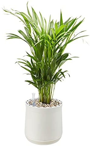 AIRY Pot M mit Goldfruchtpalme & 6-L Airy Base Substrat • Natürlicher Luftreiniger filtert Schadstoffe, Allergene & Gerüche • Ideal für Räume mit ca. 20qm • Made in Germany, 2301-607 weiss-weiss