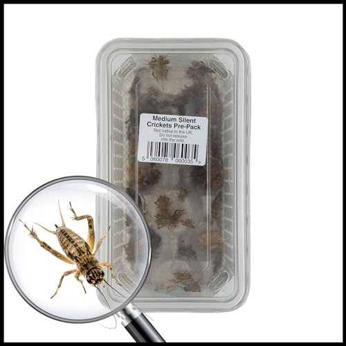 Livefoods4u Medium House Brown Crickets Live Food (8-12mm) - Perfect for Reptiles and Lizards - Sustainably bred (Tub Approx 125)