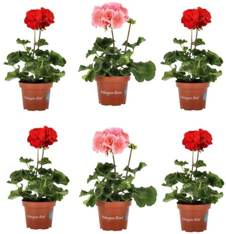 Set de 6 Unidades de Geranium Plantas Naturales para el Jardín