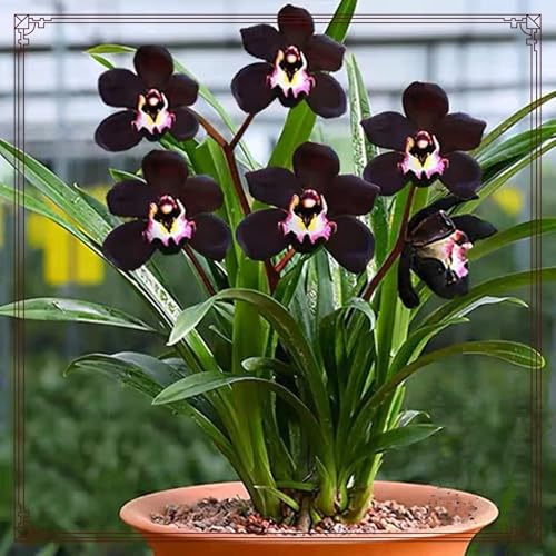 Cymbidium-orkidé, enkel skötsel, perfekt interiör, Cymbidium-rhizom, lyckostommen, vilda vinterhårda, högkvalitativa kolibri-orkidéer, 5lökar-C