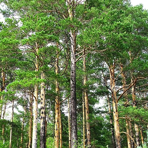 100 Pcs Pinus Sibirica Samen - Immergrüne Pflanzen Winterhart Bonsaibaum, Pinienkerne Zwergkiefer, Herbst Dekoration, Minigarten Bäume Pflanzen Zimmerbonsai Bonsai, Gartendeko Für