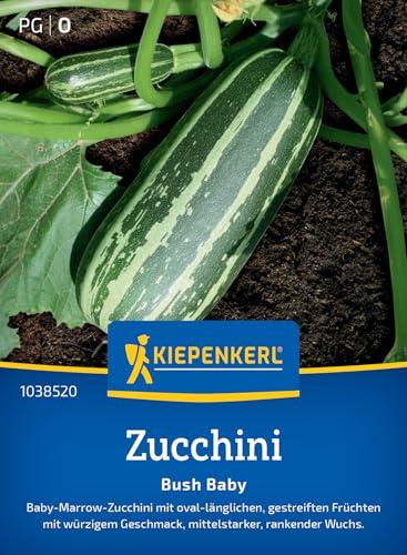 Kiepenkerl Zucchini Bush Baby F1 1038520, Gemüsesaat