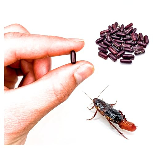 Red Runner Roaches Starter Colony (50 Adult Breeders + 20 Eggs) / Live Feeder Insects/Cricket or Dubia Replacement/Blatta Lateralis Turkestan Cockroaches (.95 lbs)