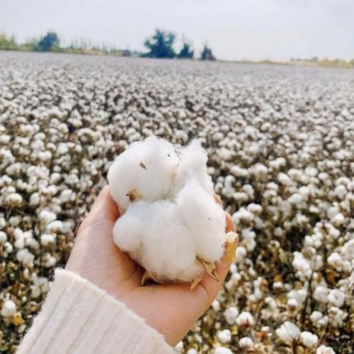 30 piezas Semillas de plantas de algodón - plantas de jardín resistentes Gossypium herbáceo - plantas en macetas resistentes al exterior semillas variedades antiguas macetas contenedor