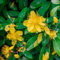 300 Pc Semi Di Erba Di San Giovanni, Semi Di Iperico, Fiori Di Campo Fiori Da Balcone, Piante Erbacee Decorazione Autunnale, Hypericum Perforatum, Piante Rustiche Per Balcone, Piante