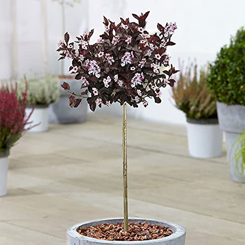 Prunus Cistena Tree | Sand Cherry Potted Ornamental Trees for Small Gardens (70-80cm (Incl. Pot))