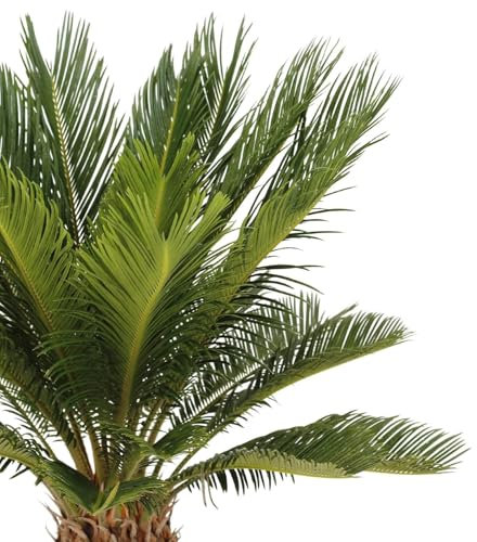 Cycas Revoluta Natural Palmera de Exterior Resistente y Ornamental
