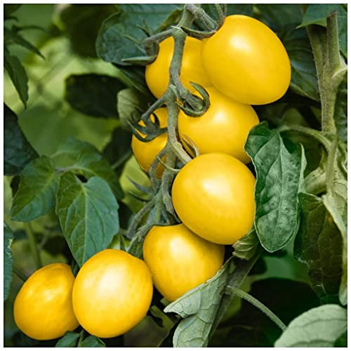PREMIER SEEDS DIRECT - Tomato LIMONCITO F1-8 Seeds