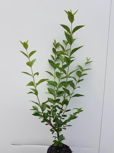 100pcs troènes ovalifolium 50–80 cm (hauteur de plante pure) – Ligustrum ovalifolium – plants à racines nues – plantes de haie – haie de troène – plante de jardin