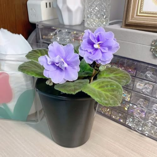 50 pcs usambaraveilchen samen, veilchen - Saintpaulia ionantha - exotische pflanzen, pflanzen samen indoor usambaraveilchen pflanze kaufen blumensaat, samen zimmerpflanzen blumensamen,