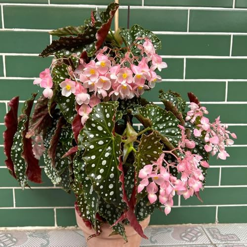 semillas de begonia Decoraciones de jardín exteriores interior exóticas cortadas balcón Parterres elevados el jardín trepadoras Variedades 750pcs