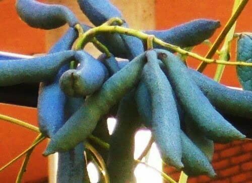 SEMILLAS DE PEPINO BLUE-BAU M Pepino azul primaveral para siembra en jardín de invierno