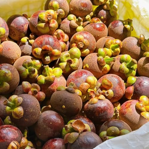 15 piezas Semillas de mangostán fácil de plantar, macetas Plantas resistentes para el jardín. Plantas de balcón resistentes fruta columnar resistente plantas de jardín, plantas exóticas