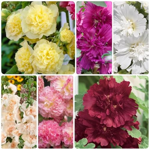 stockrosen samen mehrjährig, stockrose pflanze samen, gartenblumen, zimmerpflanzen samen stockrosen stockrosensamen kaufen samen, ausgefallene geschenke, bodendecker winterhart 500pcs