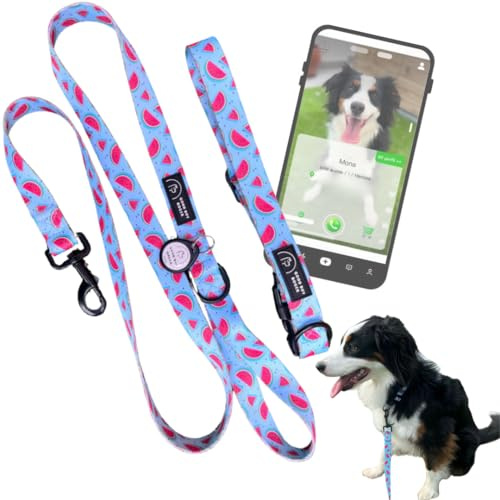 GoodBoyRoger-Collar Localizable sin cuota-Sin GPS-Correa Perro-Collar Perro pequeño-Mediano-localizador-Collares para Perros-Correa Larga-rastreador para Perros